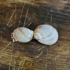 Shell Barrette Hair Clip Shell/Metal Striped Beach Beige White Brown Silver