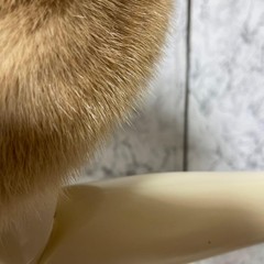Pastel Mink Shawl Light Brown Yellow Tones Real Fur Fashion Accessory