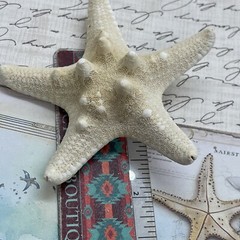Beach Festival Cruise Star fish Starfish Hair Clip Barrette Nautical Pool Party