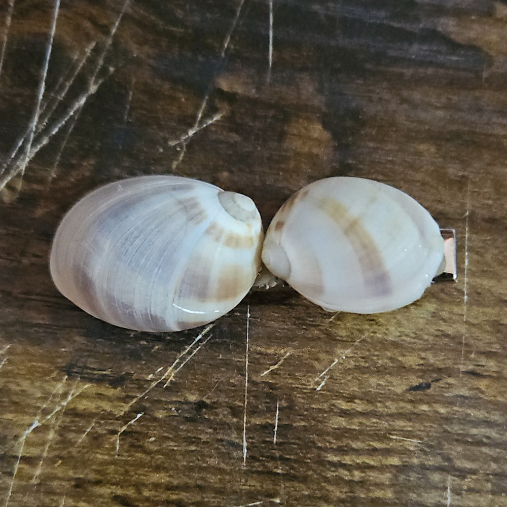 Shell Barrette Hair Clip Shell/Metal Striped Beach Beige White Brown Silver