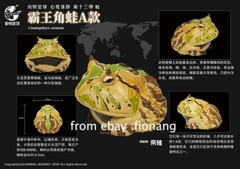 Animal Planet’s Heart Wide And Body Fat Chapter 13 Frog Series