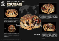 Animal Planet’s Heart Wide And Body Fat Chapter 13 Frog Series