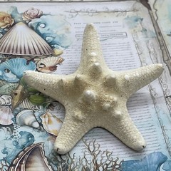 Beach Festival Cruise Star fish Starfish Hair Clip Barrette Nautical Pool Party