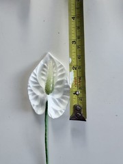 White Anthurium Hair Flower / Ear Piece – Hawaiian Tropical Accessory